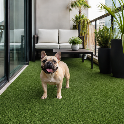 A light fawn French Bulldog stands on green artificial turf in a modern balcony setting with a black-framed sofa, coffee table, and potted plants.