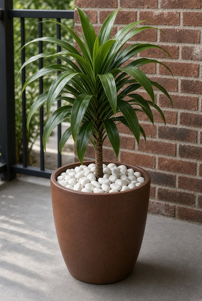 A potted Dracaena massangeana plant with long green leaves, planted in a brown cylindrical pot filled with white decorative stones, set on a concrete patio against a brick wall.